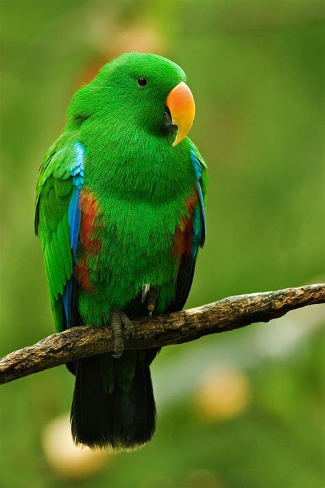 filemale eclectus parrotjpg wikimedia commons