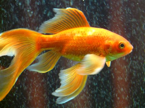 images underwater swim red yellow toy fauna fin aquarium