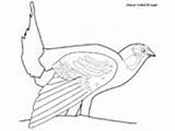 Grouse Coloring Pages Sharp Tailed Ws sketch template