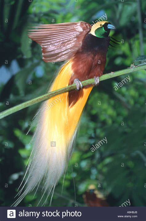 Lesser Bird Of Paradise Paradisaea Minor Courting Stock