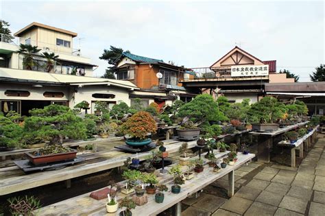 omiya bonsai village   saitama city  tokyo