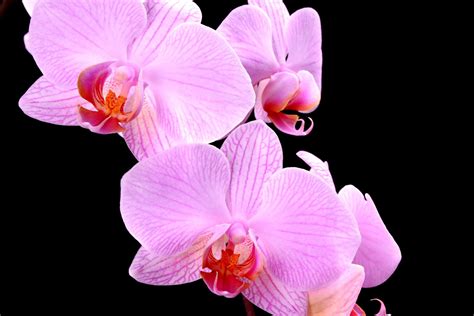 pink orchids  photo  freeimages