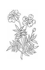 Marigold Coloring Pages Marigolds Flower Supercoloring Colouring Printable Flowers Tagetes Drawing Choose Board sketch template