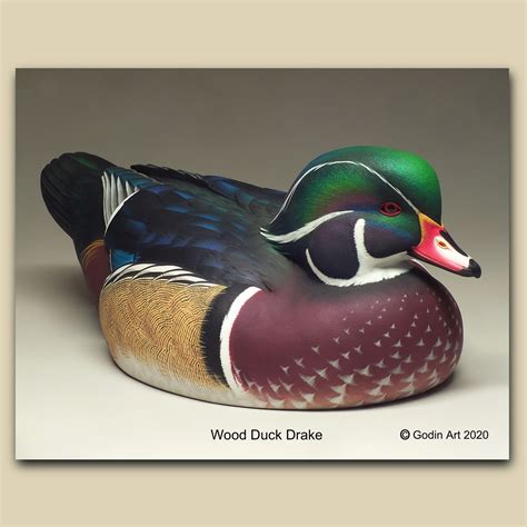 wood duck drake photo packet godin art