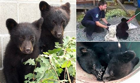 canadian conservation officer suspended for refusing to kill orphaned bear cubs daily mail online