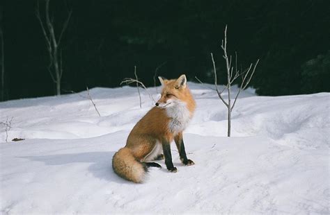 winter fox photograph  david porteus fine art america