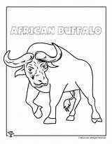 Buffalo Coloring African Pages Coloringbay sketch template