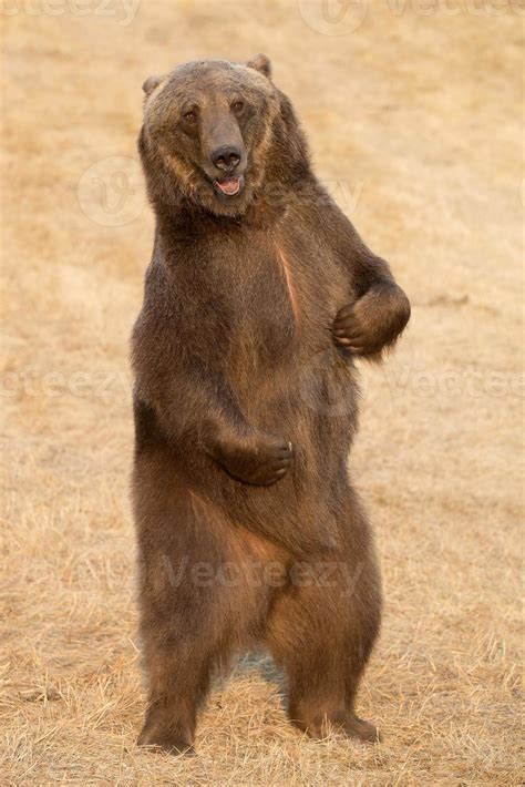 grizzly bear standing  stock photo  vecteezy