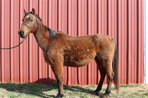 blazes tribute equine rescue sir top hat