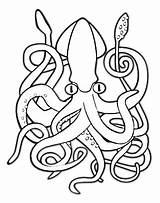 Squid Coloring Pages Giant Printable Animals Vampire Color Kids Marine Animal Whale Colossal Print Freecoloringpagesonline Getcolorings Witch Inspirational Lovely Fresh sketch template