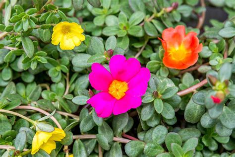 moss rose care growing guide
