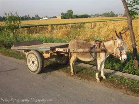 donkey carts nature cultural  travel photography blog