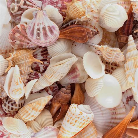 buy sea shells mixed beach seashells  sizes    shells