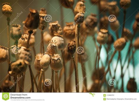Dried Opium Poppy Head Plants For Medicine Or Drugs Stock