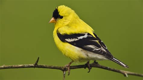 yellow bird sitting   branch hd animals wallpapers