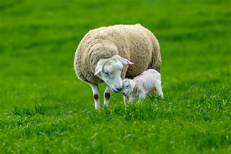 diferencias de cria entre ovejas  cabras mis animales