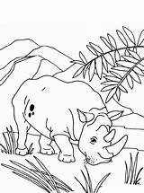 Neushoorn Nashorn Rhinoceros Rhino Kleurplaten Persoonlijke Erstellen sketch template