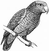 Parrot Coloring Pages Vector Parakeet Clip Negro Blanco Cliparts Amazon Svg Dibujos Loro Animales Para Drawings Aves Imagenes Con Clipart sketch template