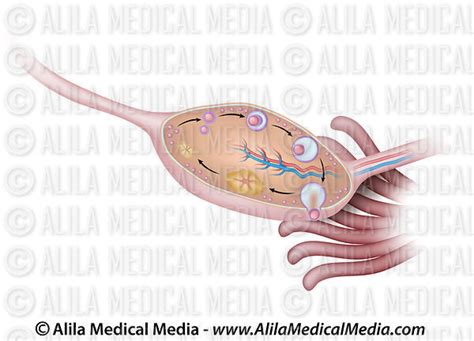 Alila Medical Media Ovary Anatomy Unlabeled Medical