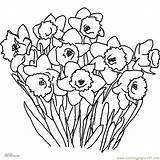 Coloring Pages Daffodil Flowers Printable Comments sketch template