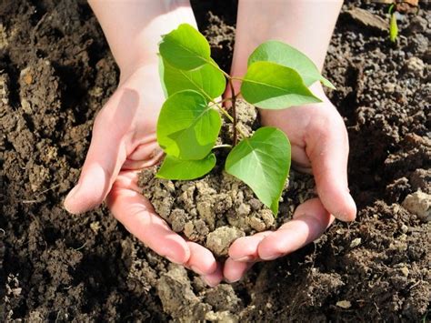 stekken tuintips tuincentrum schmitz