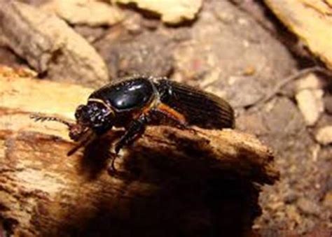 10 facts about bess beetles fact file