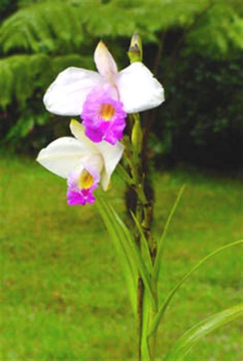 collection  flowers bamboo orchid flower