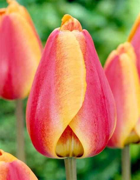 tulipa darwin hybrid apeldoorn elite tulip  adr bulbs