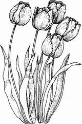 Tulip Coloring Di Realistic Sheet Pages Flowers Coloringpagesfortoddlers Articolo Fiori Disegno sketch template