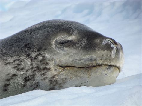 cute   sleeping leopard seal side note theyre  agressive animals leopard