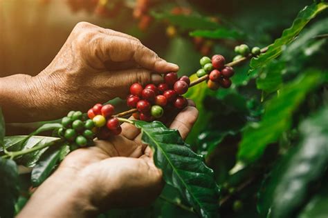 distinguishing biological characteristics  coffee plants helena