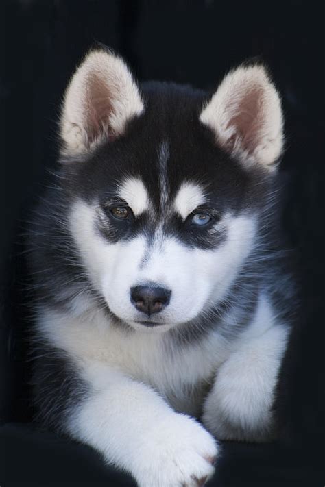 adorable siberian husky sled dog puppy photograph  kathy clark
