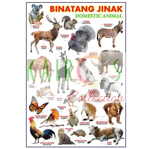 poster binatang jinak lazada indonesia