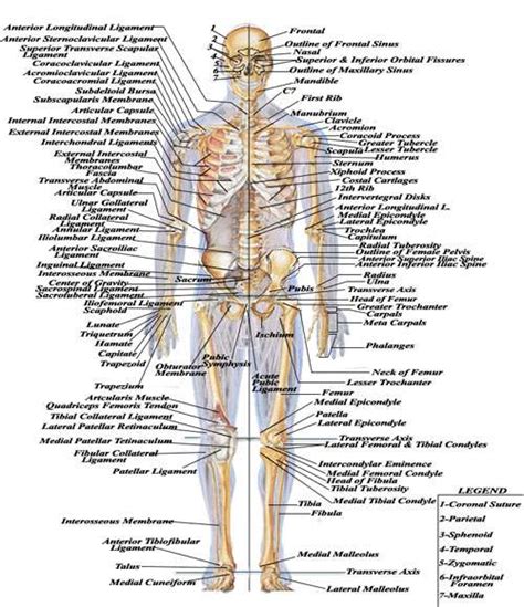 bones   body diagram