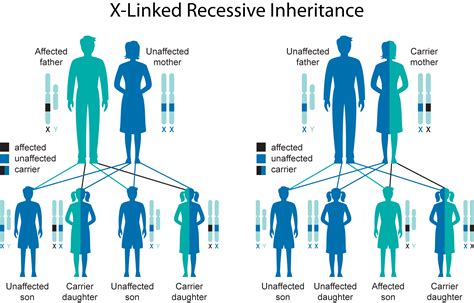 genetics and inheritance national foundation for