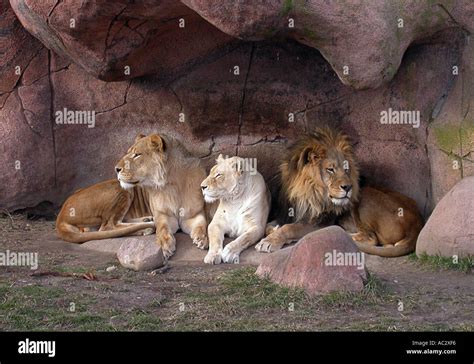lions sitting   den stock photo alamy