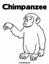 Coloring Chimpanzee Popular sketch template