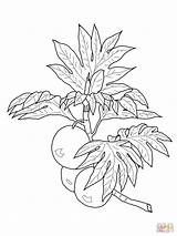 Coloring Breadfruit Colorare Lingonberry Cowberry Branch Supercoloring Coloringhit Dulivo Albero sketch template