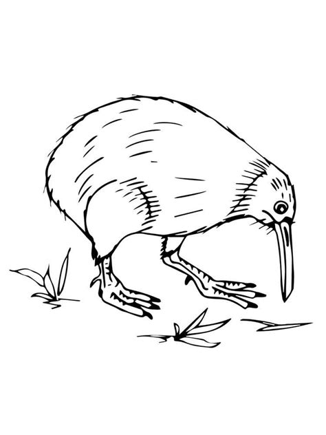 birds kiwi coloring pages png  file