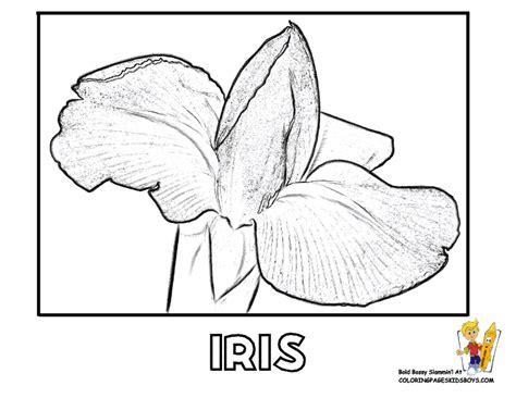 iris flower coloring page   iris flower coloring page