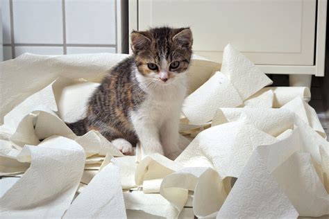 17 Adorably Messy Cats Interior Therapy With Jeff Lewis Photos