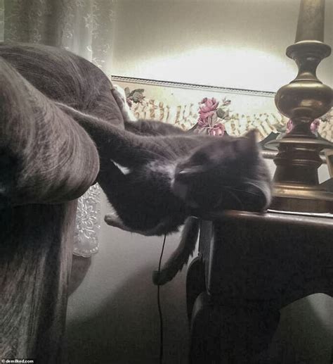 mischievous moggies people share snaps of their cats acting weirdly