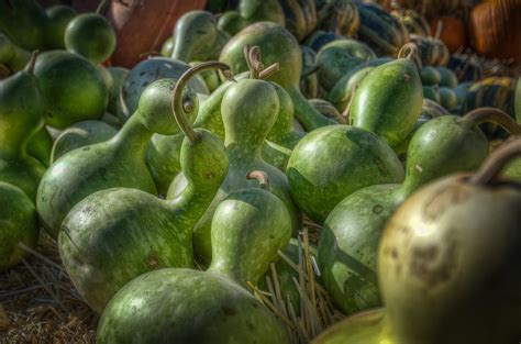 green gourds photograph  noah katz fine art america