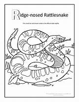 Coloring Rattlesnake Pages Snake Ridge Canyon Grand Rattle Rattlesnakes Nosed Tattletail Diamondback Color Drawing Colouring Print Rug Kids Tattle Tale sketch template