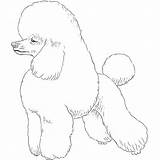 Poodle Breeds Dogbreedslist sketch template