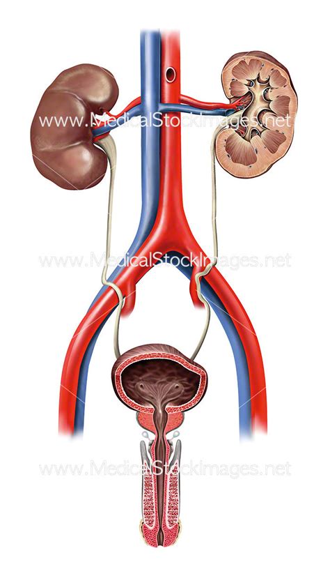 male urinary system medical stock images company