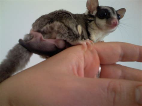sugarglider babies   pouch wicked blog