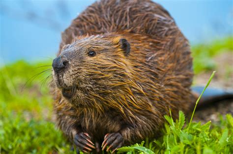 beaver trapping beaver removal animal control specialists