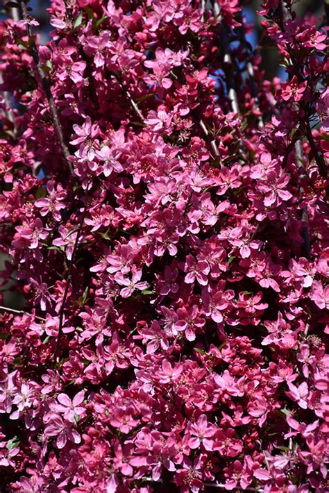 prairiefire flowering crabapple malus prairifire  wilmette chicago evanston glenview