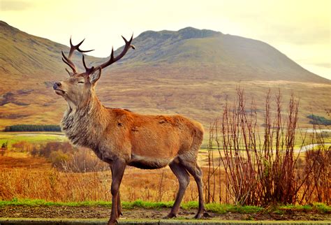 itap   red stag  scotland ritookapicture